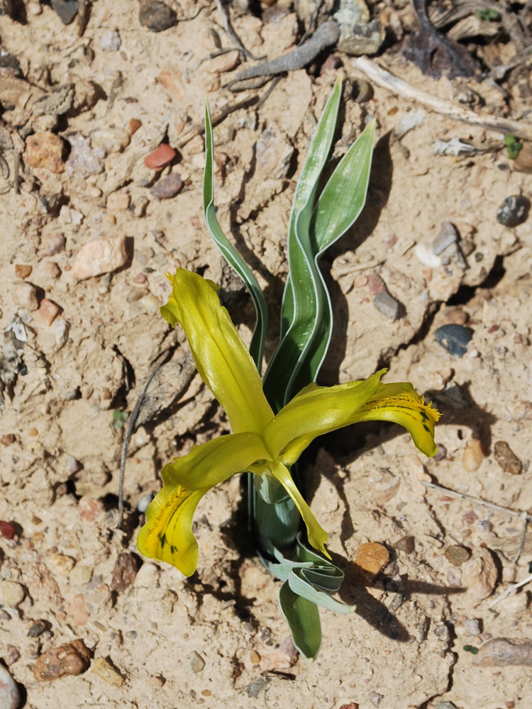 Image of Juno tubergeniana specimen.