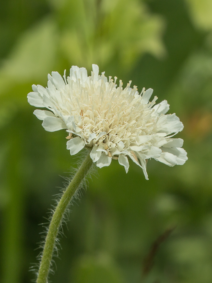 Изображение особи Knautia montana.