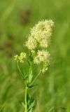 Thalictrum appendiculatum. Верхушка растения в цвету. Алтайский край, Благовещенский р-н; Центральная Кулунда, юго-восточные окр. оз. Кучукское, урочище \"Плотская Ляга\"; заливной осоково-мезогигрофильноразнотравный луг на днище плоского временного водоёма. 19 июня 2015 г.