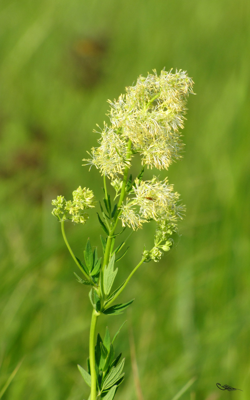 Изображение особи Thalictrum appendiculatum.