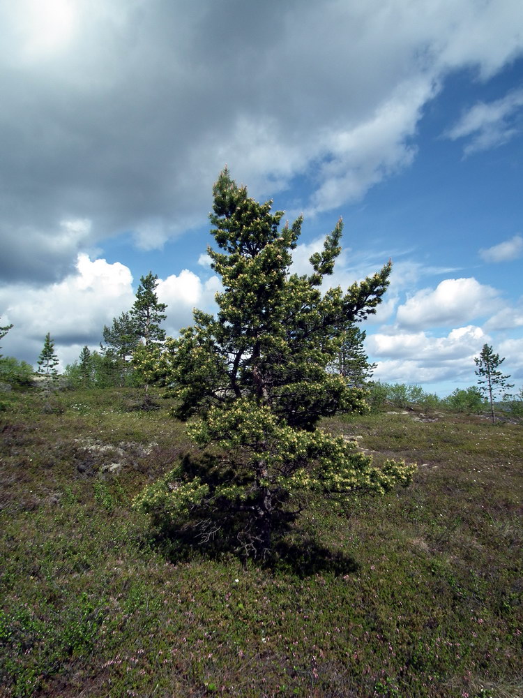 Изображение особи Pinus friesiana.