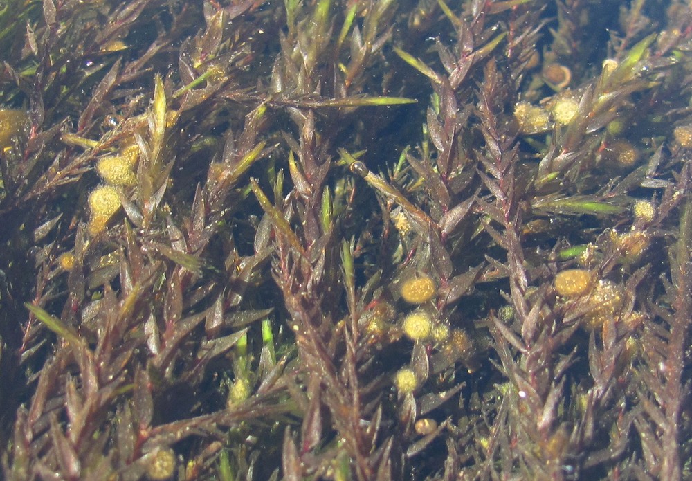 Image of Fontinalis antipyretica specimen.