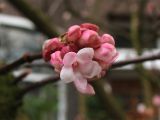 Viburnum &times; bodnantense
