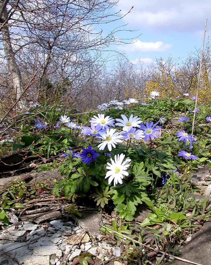 Image of Anemone banketovii specimen.