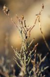 Limonium roridum