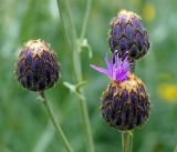 Centaurea adpressa. Соцветия-корзинки в начале цветения. Кыргызстан, Нарынская обл., левый берег р. Нарын, окр. с. Таш-Башат, вахтовый пос. гидростроителей. 02.07.2015.