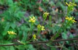 Erysimum hieraciifolium