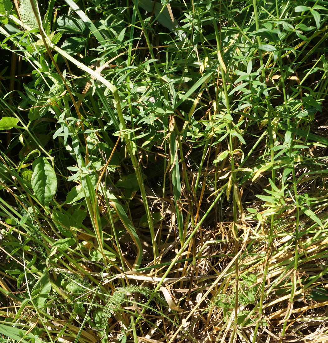 Image of Galium boreale specimen.