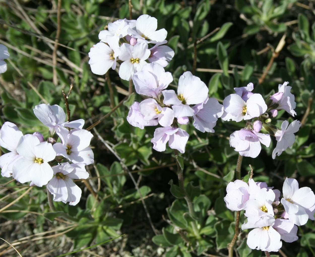 Изображение особи Dendroarabis fruticulosa.