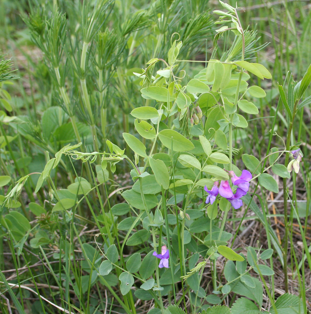 Image of Lathyrus humilis specimen.