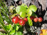 Vaccinium vitis-idaea var. minus