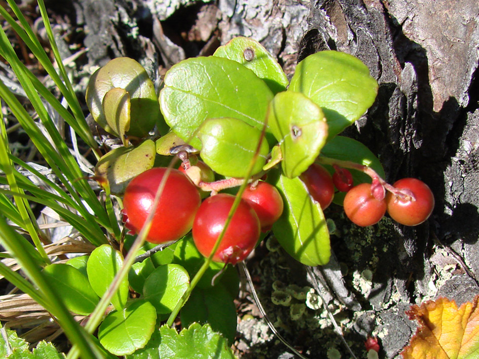 Image of Vaccinium vitis-idaea var. minus specimen.