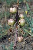 Eremurus lactiflorus