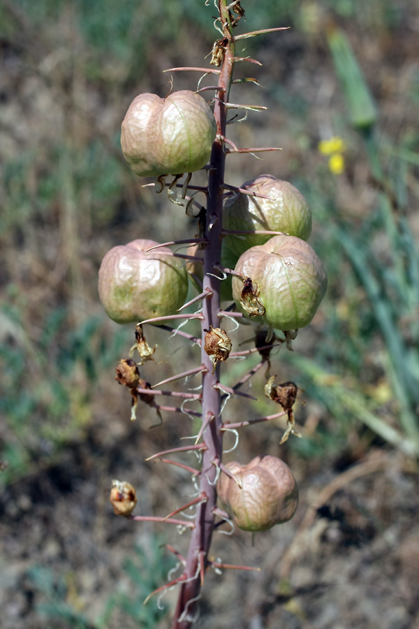 Image of Eremurus lactiflorus specimen.