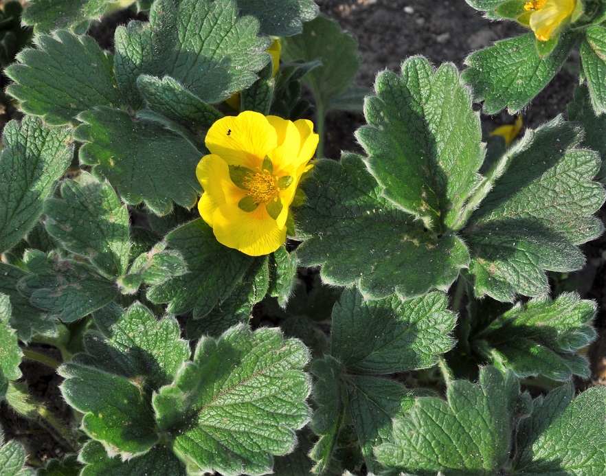 Image of Potentilla megalantha specimen.