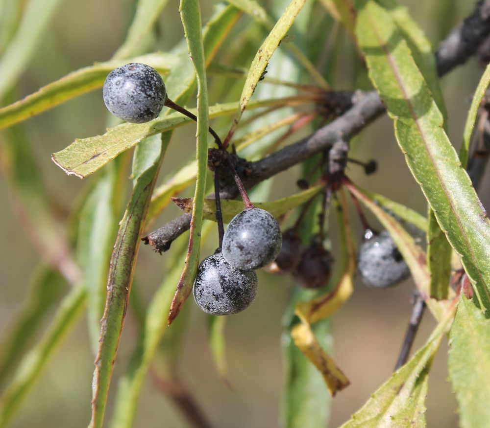 Изображение особи Rhamnus erythroxylon.