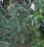 Cestrum &times; cultum