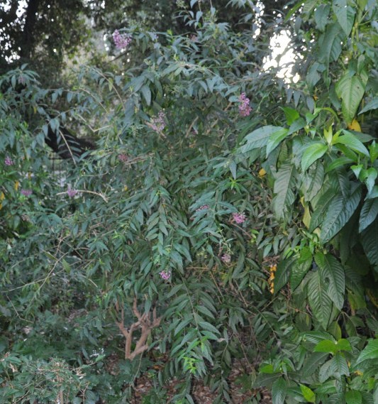 Image of Cestrum × cultum specimen.