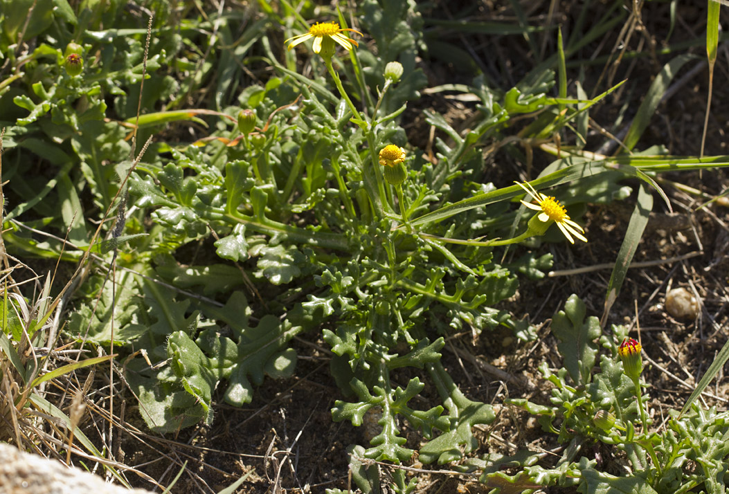 Image of Senecio leucanthemifolius specimen.