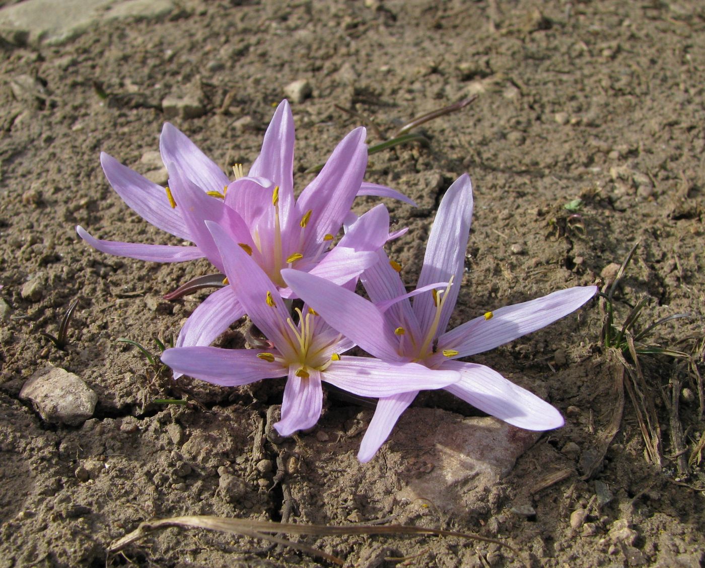 Image of Merendera trigyna specimen.