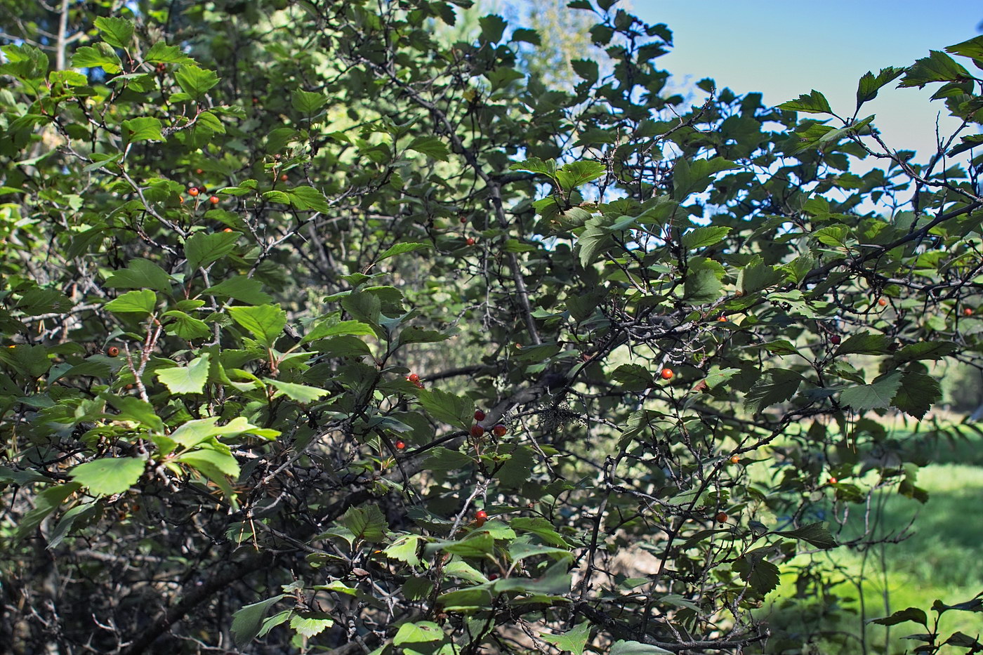Image of Crataegus sanguinea specimen.