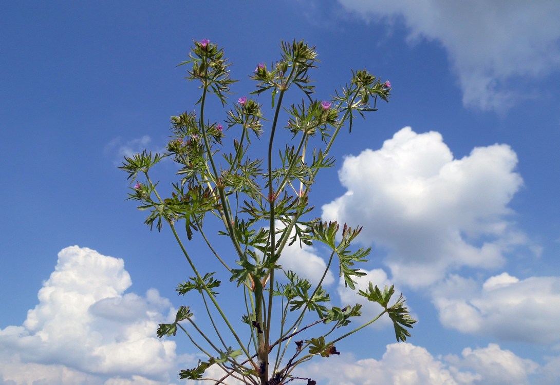 Изображение особи Geranium dissectum.