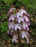 Orchis purpurea. Соцветие. Крым, окр. Балаклавы, пушистодубовый лес. 30 апреля 2016 г.