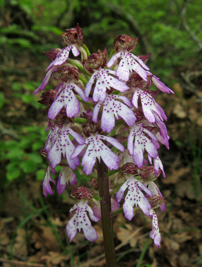 Image of Orchis purpurea specimen.