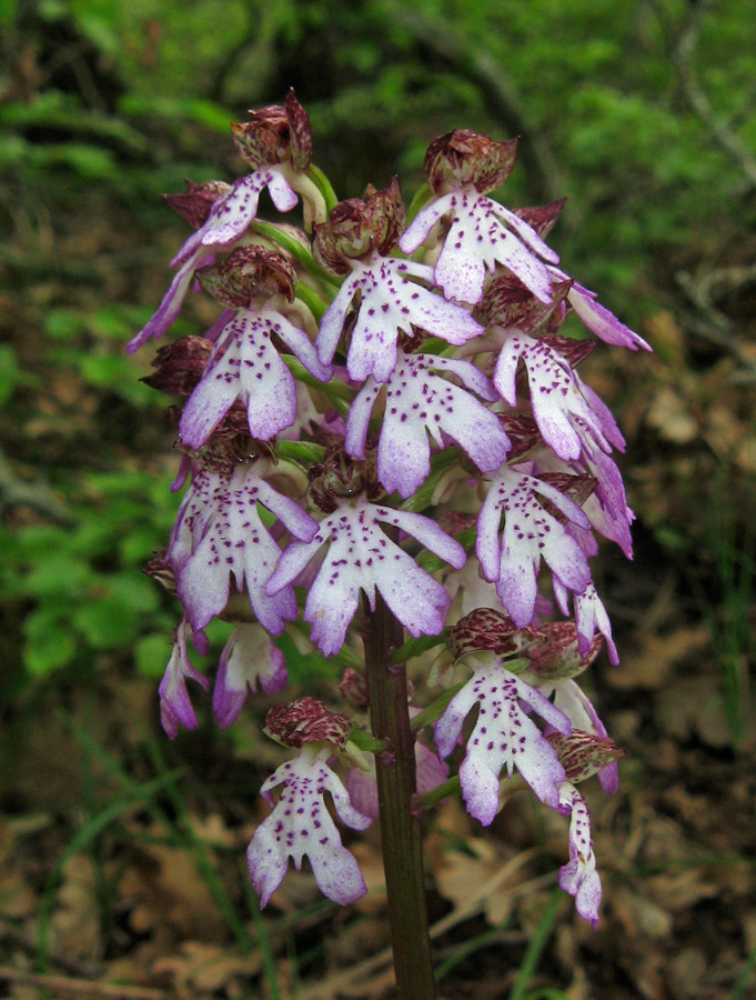 Изображение особи Orchis purpurea.