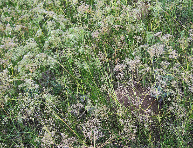 Изображение особи Falcaria vulgaris.