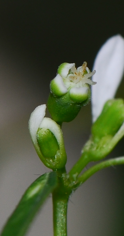 Image of Euphorbia graminea specimen.