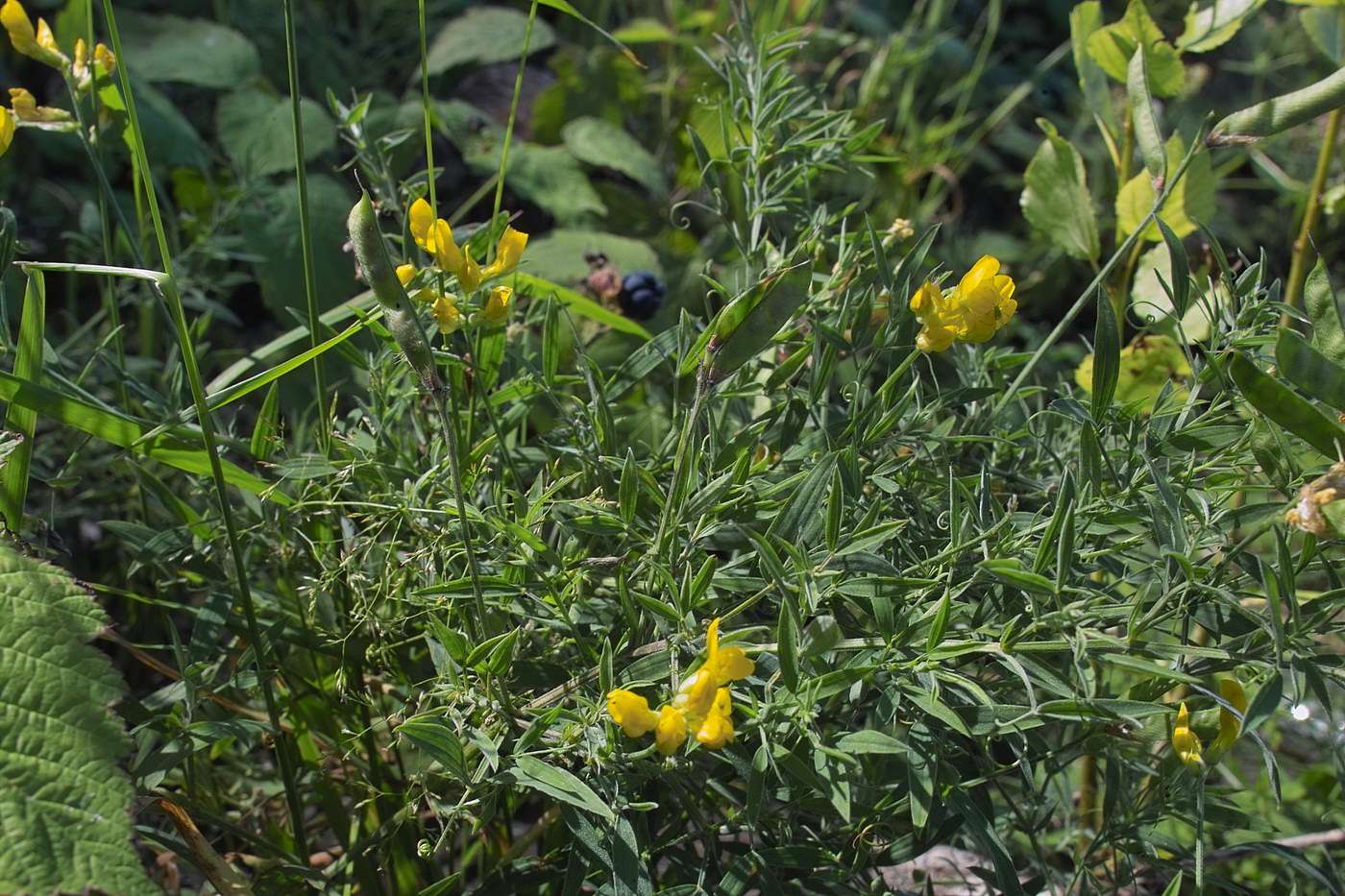 Image of Lathyrus pratensis specimen.