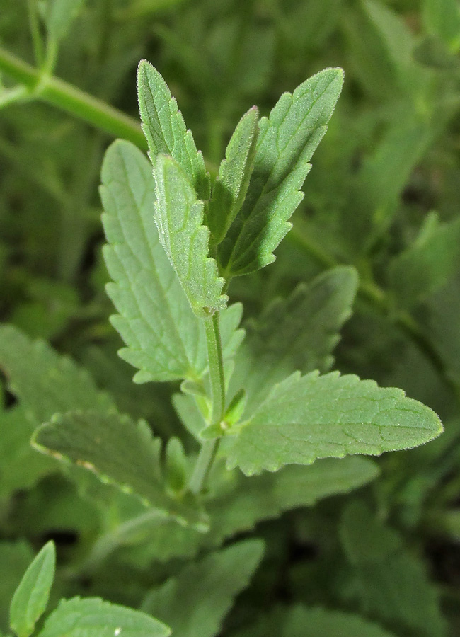 Image of Nepeta parviflora specimen.