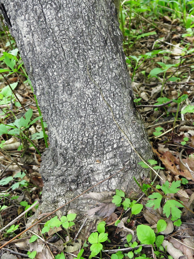 Image of Fraxinus rhynchophylla specimen.