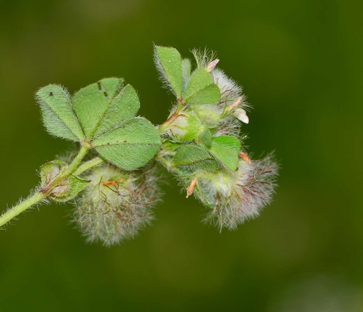 Изображение особи Trifolium pilulare.