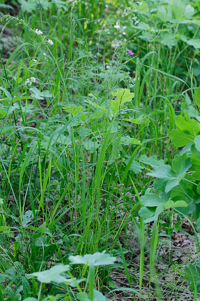 Image of Poa nemoralis specimen.