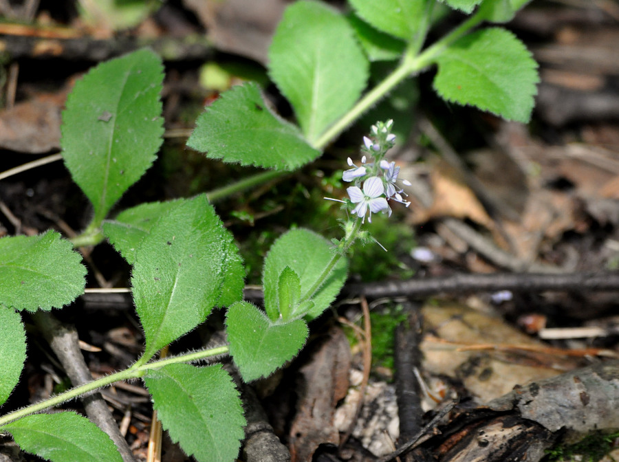 Изображение особи Veronica officinalis.