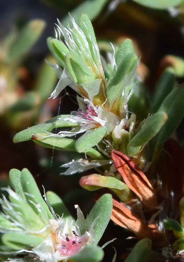 Изображение особи Polygonum biaristatum.