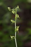 Platanthera maximowicziana. Соцветие. Приморский край, окр. г. Находка, в дубовом лесу. 04.07.2016.