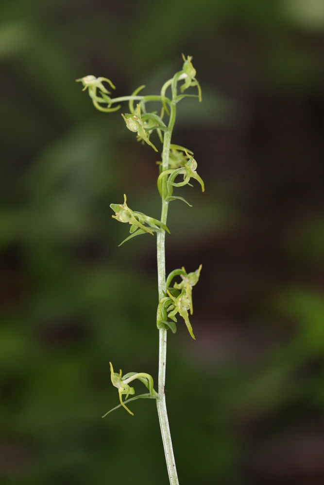 Изображение особи Platanthera maximowicziana.