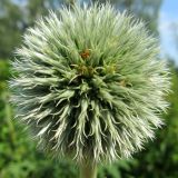 Echinops exaltatus. Соцветие с нераспустившимися цветками. Беларусь, Минская обл., Минский р-н, г. пос. Мачулищи, в зарослях растений у лесопилки. 17.07.2016.