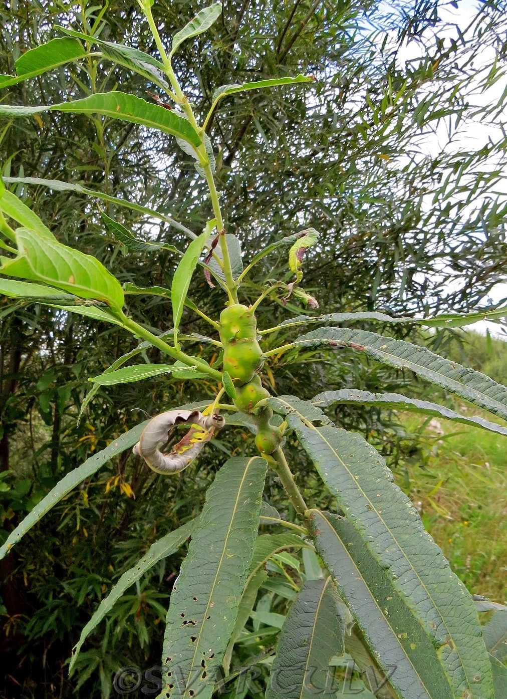 Image of Salix gmelinii specimen.