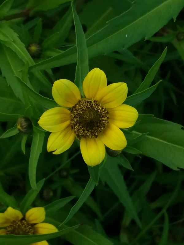 Image of Bidens cernua var. radiata specimen.