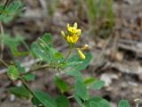 Melilotoides schischkinii. Верхушка побега с соцветием. Приморье, окр. г. Находка, гора Сестра, склон. 28.08.2016.