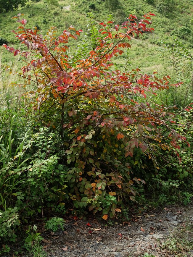 Image of Ulmus japonica specimen.