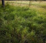 Juncus conglomeratus. Плодоносящее растение с краю верхового болота, окружённого смешанным лесом (Pinus sylvestris, Picea obovata, Betula pubescens), Пермский край, Оханский р-н, Тулумбаихинское сельское поселение, Кунчурихинский бор. 17.09.2015.