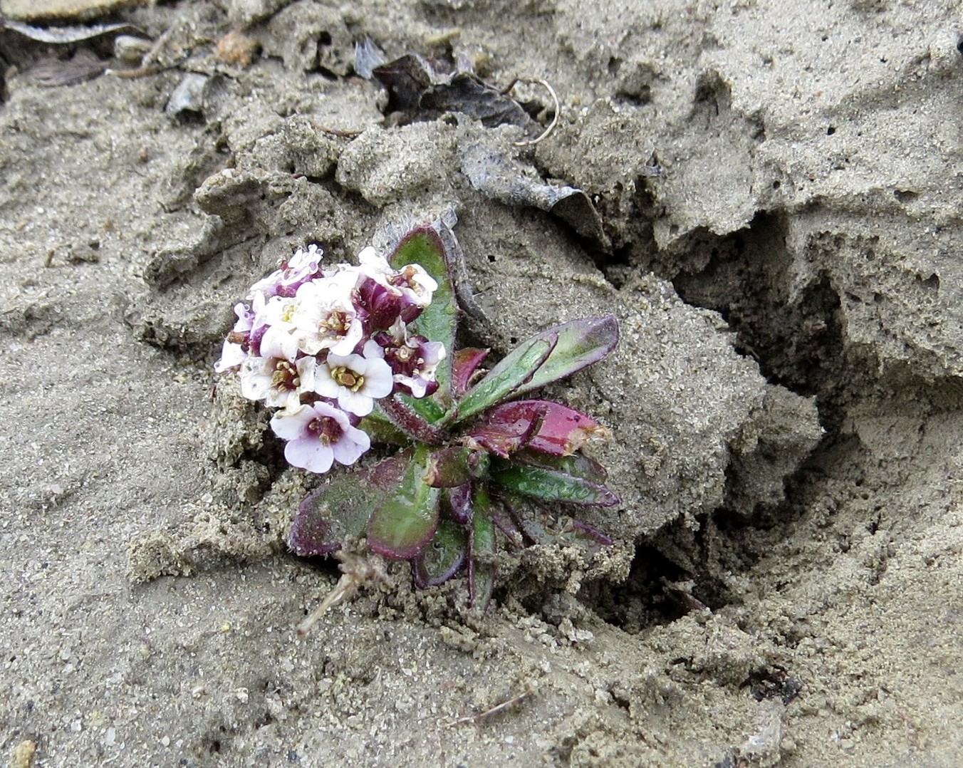 Изображение особи Braya purpurascens.