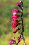 Gladiolus imbricatus