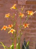 Hemerocallis fulva