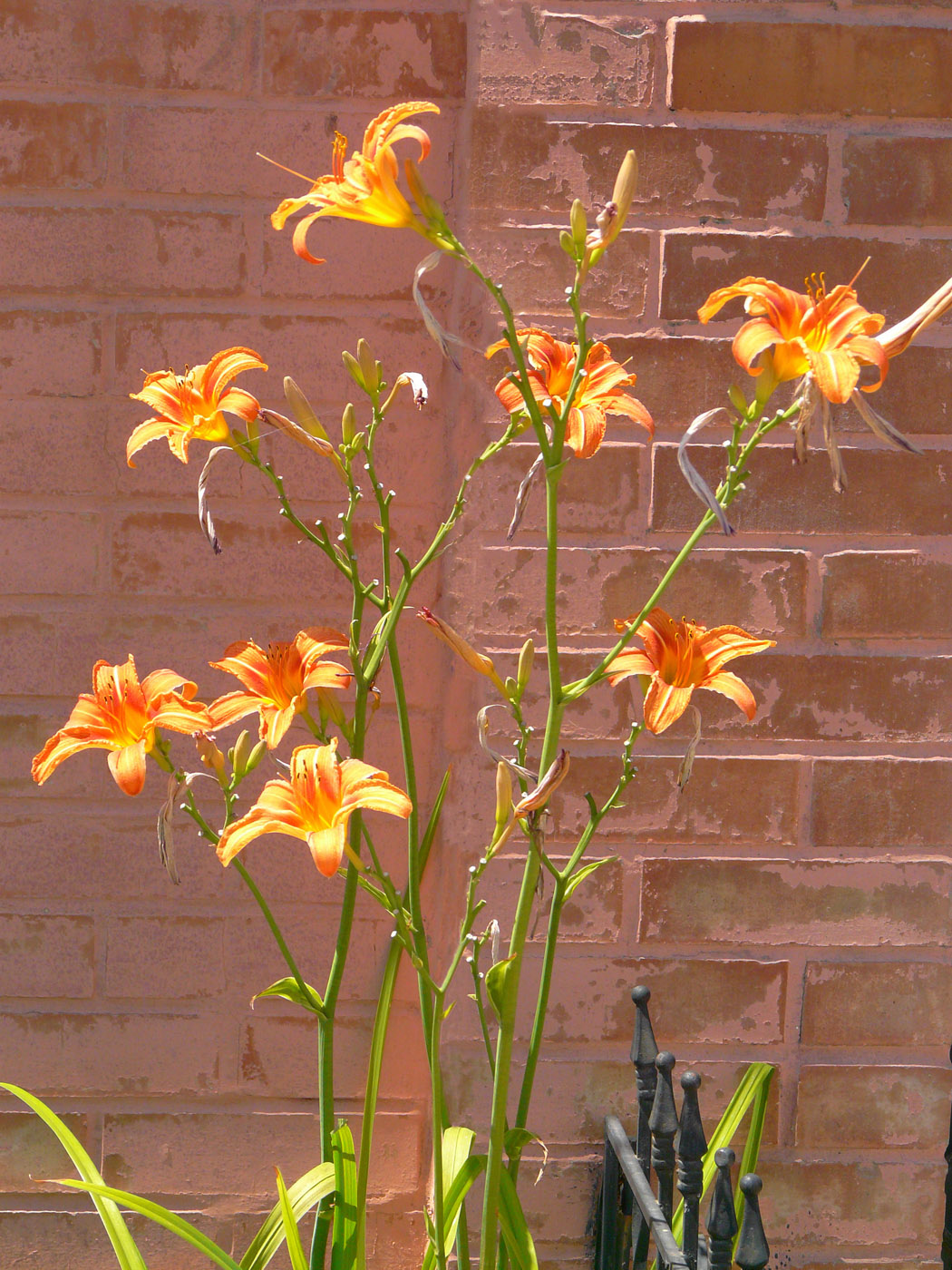 Image of Hemerocallis fulva specimen.